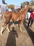 Healthy Horse for Sale in Lagos - 3
