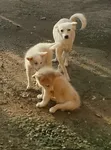 Macefiyar Zuriya Mai Gauraye na American Eskimo, Watanni 3-6 - 1