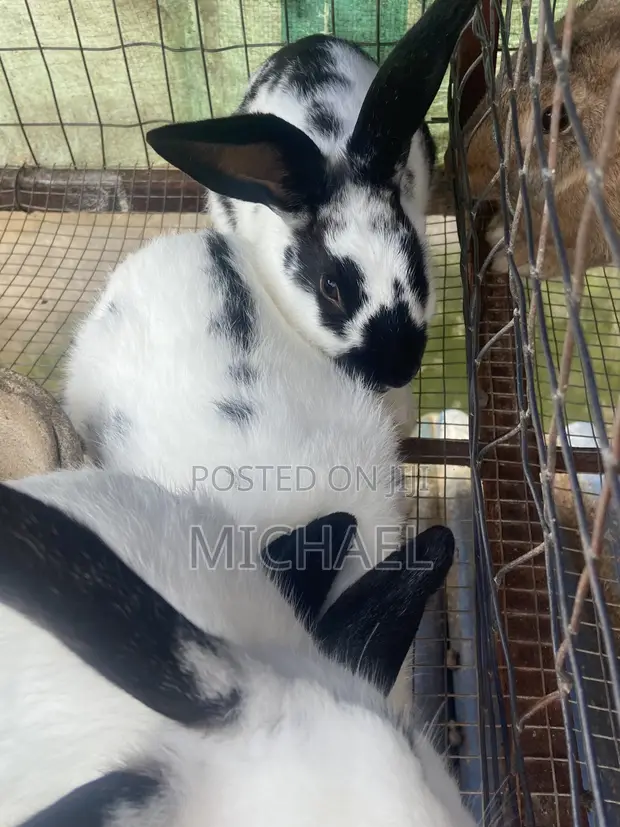 Prolific Rabbits for Sale - 1