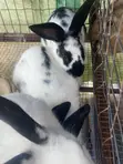 Prolific Rabbits for Sale - 1