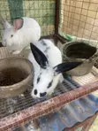 Prolific Rabbits for Sale - 2