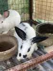 Prolific Rabbits for Sale - 3
