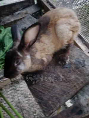 Divine Funds Rabbits - 5000 Units