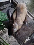 Divine Funds Rabbits - 5000 Units - 2