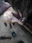 Divine Funds Rabbits - 5000 Units - 4