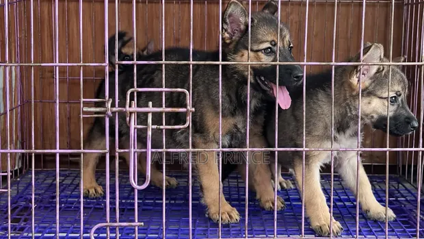 German Shepherd Mace, Wata 1-3 - 1