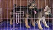 German Shepherd Mace, Wata 1-3 - 1