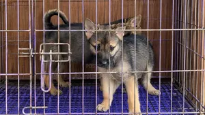 German Shepherd Mace, Wata 1-3