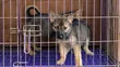 German Shepherd Mace, Wata 1-3 - 2