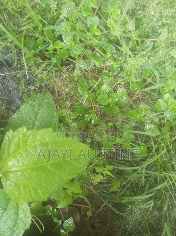 900 sqm Residential Land for Sale in Kaura District - 1