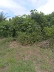 900 sqm Filin Zama don Siyarwa a Gundumar Kaura - 2