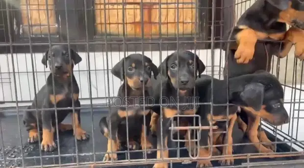 Dokin Doberman Pinscher Namiji Mai Tsarki, Wata 1-3 - 1