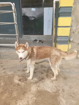 Siberian Husky Namiji, Watan 6-12