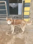 Siberian Husky Namiji, Watan 6-12 - 1