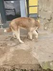 Siberian Husky Namiji, Watan 6-12 - 2