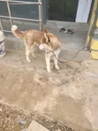 Siberian Husky Namiji, Watan 6-12 - 3