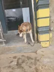 Siberian Husky Namiji, Watan 6-12 - 4