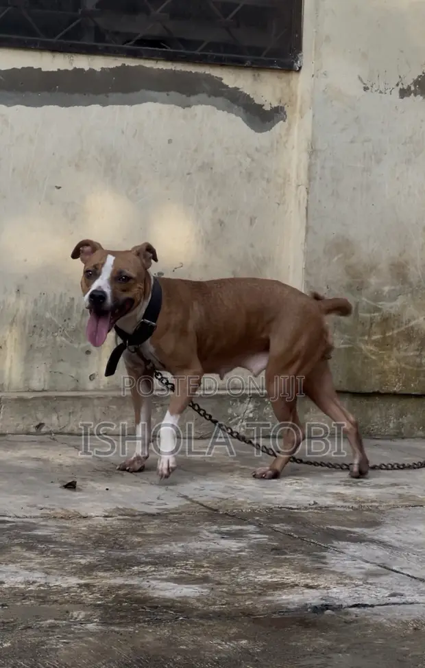 1+ Year Female Purebred American Pit Bull Terrier - 1