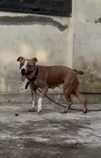 1+ Year Female Purebred American Pit Bull Terrier - 1