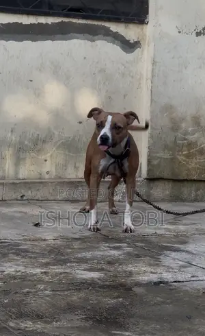 1+ Year Female Purebred American Pit Bull Terrier