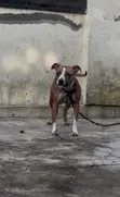 1+ Year Female Purebred American Pit Bull Terrier - 2