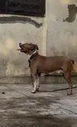 1+ Year Female Purebred American Pit Bull Terrier - 3