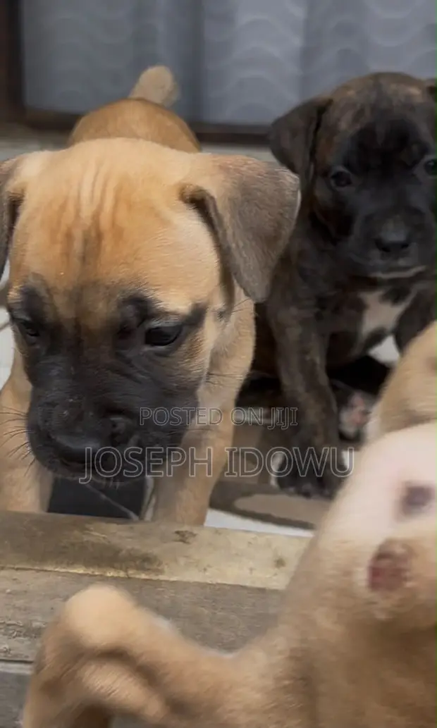Purebred Boerboel Puppy - 1-3 Months Female - 1