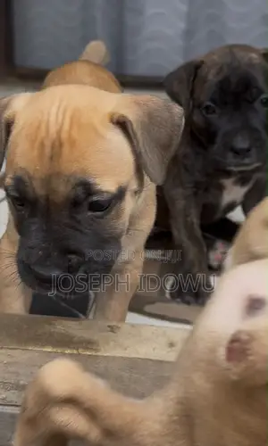 Purebred Boerboel Puppy - 1-3 Months Female
