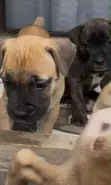 Purebred Boerboel Puppy - 1-3 Months Female - 1