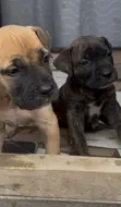 Purebred Boerboel Puppy - 1-3 Months Female - 2