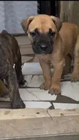 Purebred Boerboel Puppy - 1-3 Months Female - 3