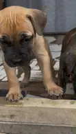 Purebred Boerboel Puppy - 1-3 Months Female - 4