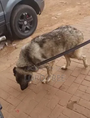 Caucasian Shepherd, 1+ Year Female, Purebred