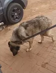 Caucasian Shepherd, 1+ Year Female, Purebred - 1
