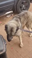 Caucasian Shepherd, 1+ Year Female, Purebred - 2