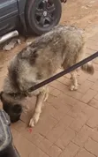 Caucasian Shepherd, 1+ Year Female, Purebred - 3
