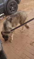 Caucasian Shepherd, 1+ Year Female, Purebred - 4