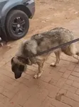 Caucasian Shepherd, 1+ Year Female, Purebred - 5