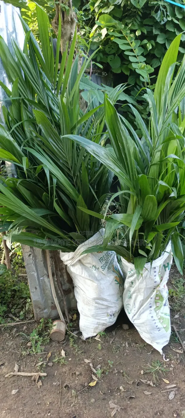 Tsofaffin Itacen Dawa na Hybrid Tenera - 1