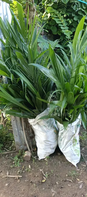 Hybrid Tenera Oil Palm Seedlings