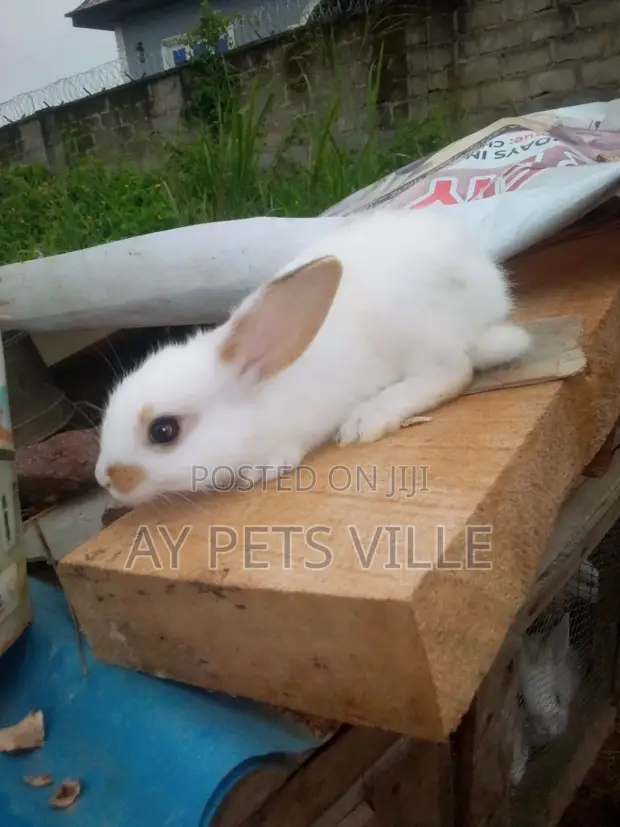 Cute English Papillon Rabbit - 1