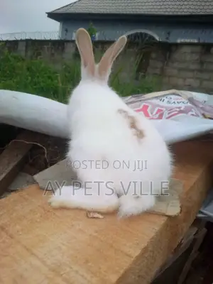 Cute English Papillon Rabbit