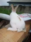 Cute English Papillon Rabbit - 2
