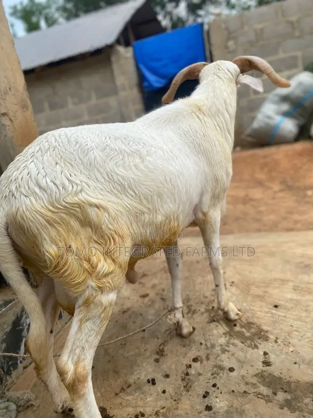 Active Ram for Sale - 1