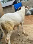 Active Ram for Sale - 1