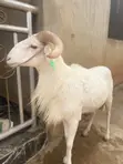 Active Ram for Sale - 2
