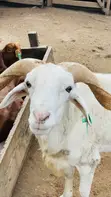 Active Ram for Sale - 3