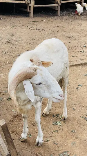 Active Ram for Sale