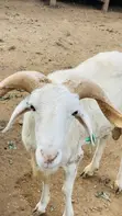 Active Ram for Sale - 5