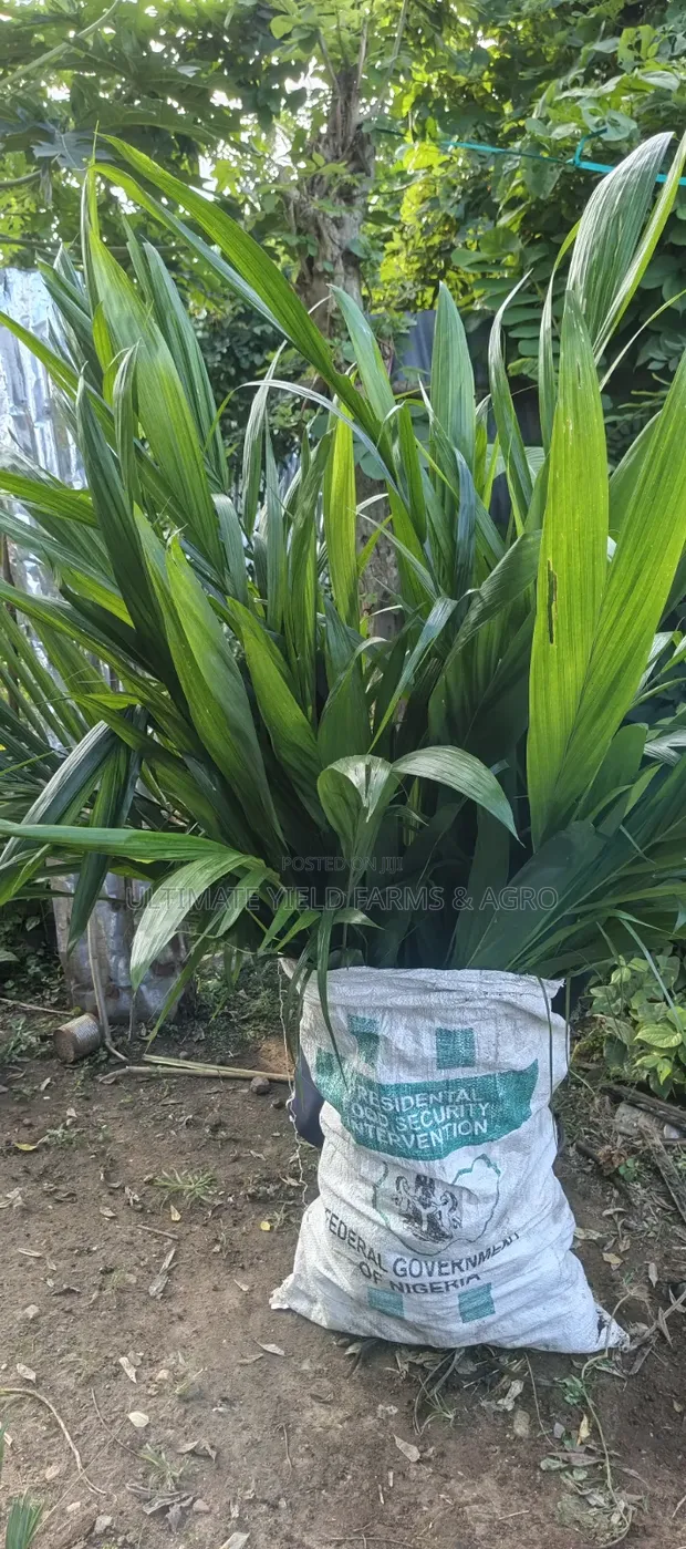 Premium Hybrid Tenera Oil Palm Seedlings - 1